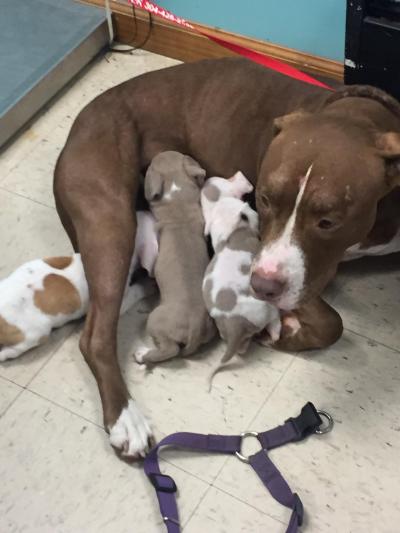 Mother Dog at Shelter With Puppies