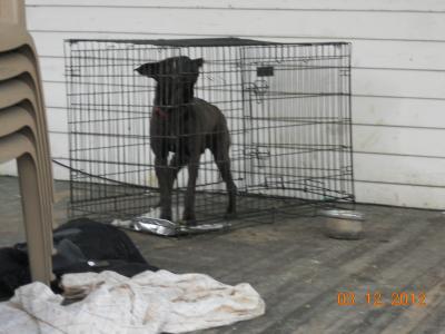 Dog in a kennel with water 